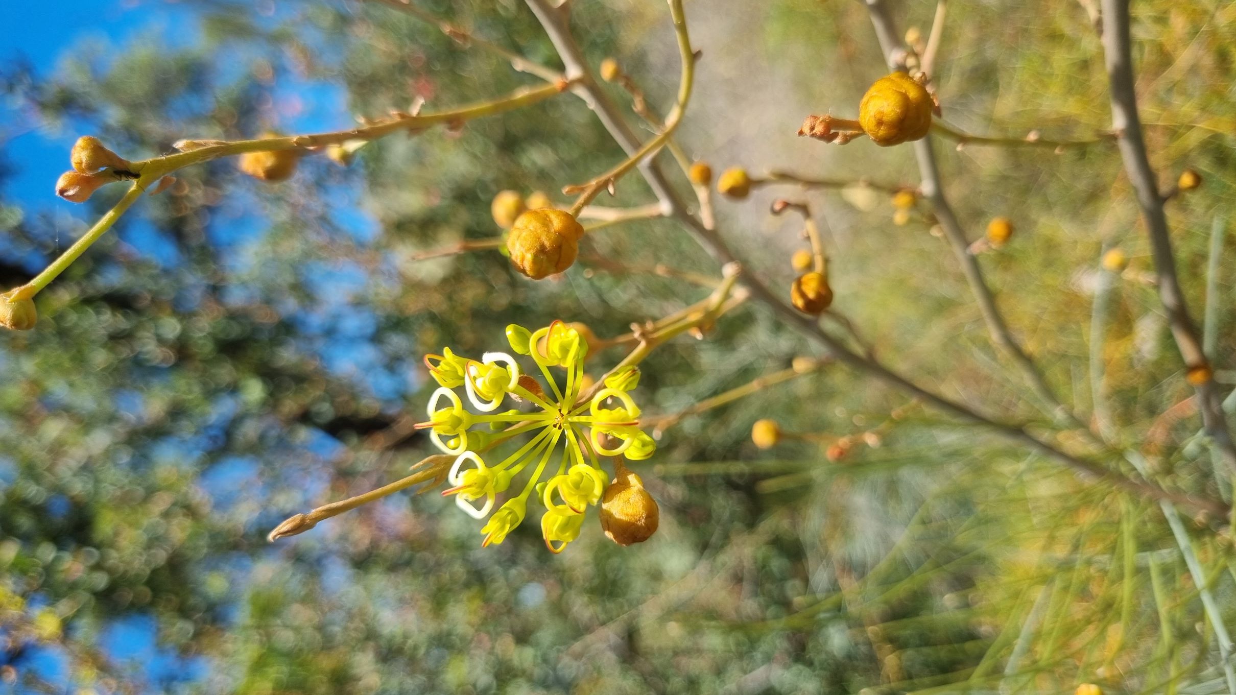 intricata